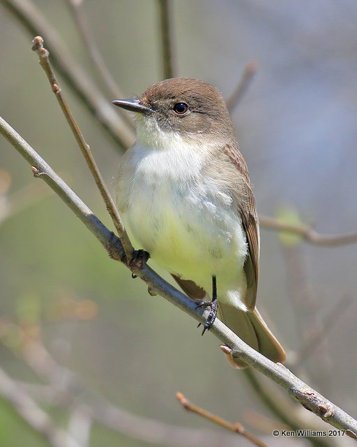 Eastern Phoebe, Nowata Co, OK, 4-6-17, Jda_03205.jpg