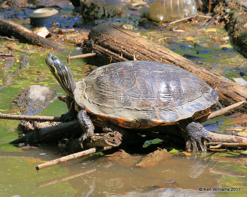 Eastern River Cooter, Tulsa Co, OK, 5-5-17, Jda_07736.jpg