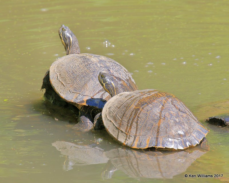 Eastern River Cooters, Tulsa Co, OK, 5-5-17, Jda_07725.jpg