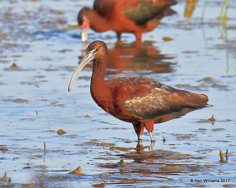 Glossy Ibis, Hackberry Flats WMA, OK, 5-8-17, Jda_08940.jpg