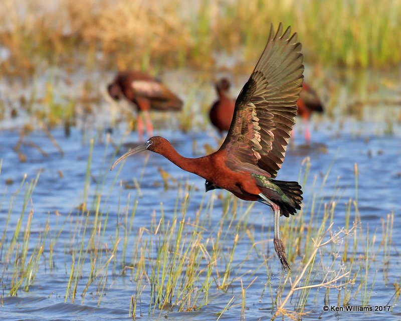 Glossy Ibis, Hackberry Flats WMA, OK, 5-8-17, Jda_08997.jpg