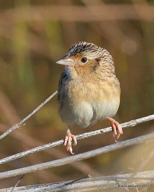 Grasshopper Sparrow, Tulsa Co, OK, 4-24-17, Rda_05275.jpg