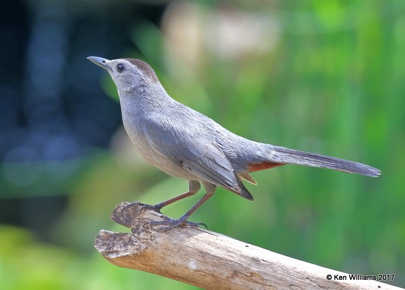 Gray Catbird, Rogers Co yard, OK, 6-17-17, Jda_12253.jpg