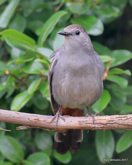 Gray Catbird, Tulsa Co, OK, 6-14-17, Jda_12177.jpg