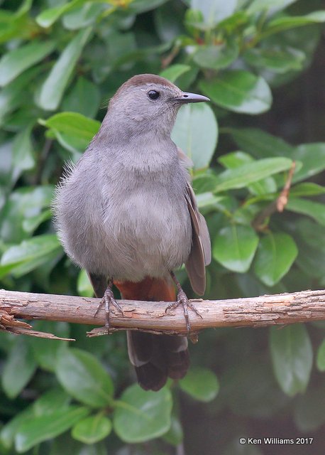 Gray Catbird, Tulsa Co, OK, 6-14-17, Jda_12187.jpg