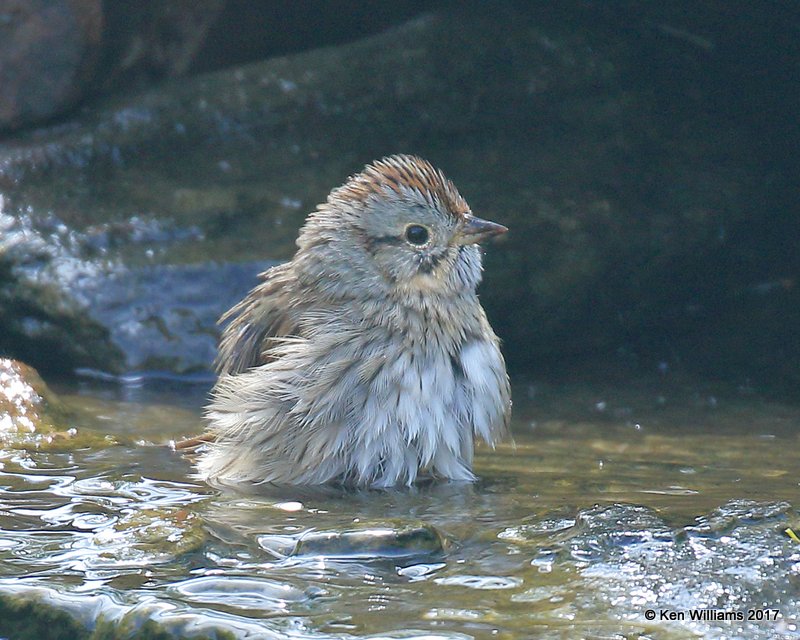 Lincoln's Sparrow, Rogers Co yard, OK, 4-16-17, Jda_03794.jpg