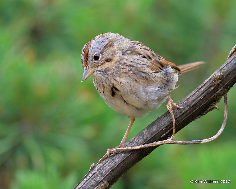 Lincoln's Sparrow, Rogers Co yard, OK, 4-17-17, Rda_03852.jpg