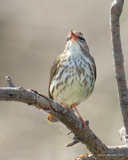 Louisiana Waterthrush, Tall Grass Prairie, Osage Co, OK, 4-11-17, Jda_03764.jpg