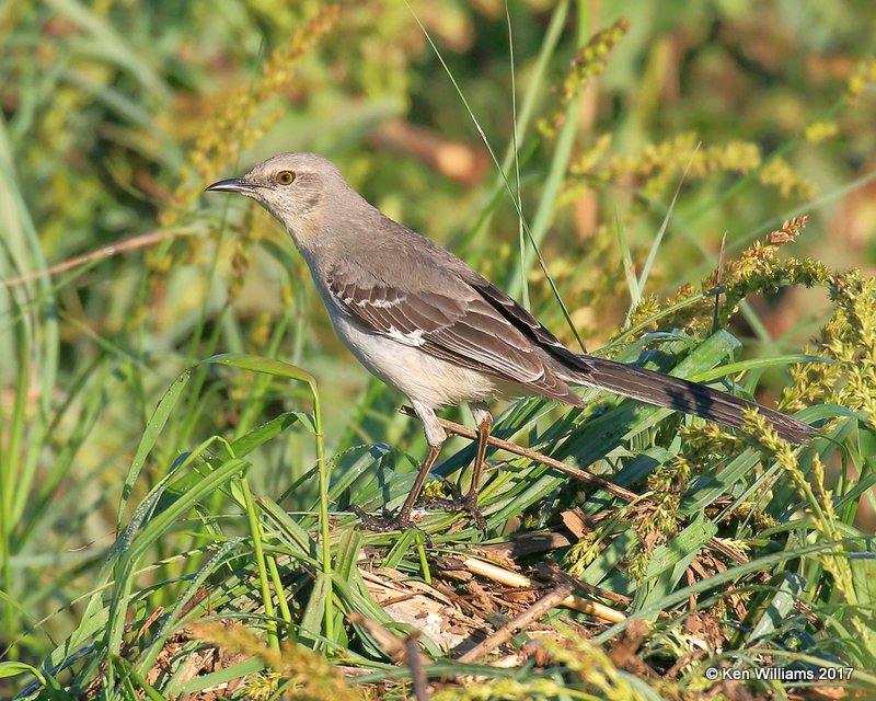 Northern Mockingbird, Tulsa Co, OK, 4-24-17, Rda_05220.jpg