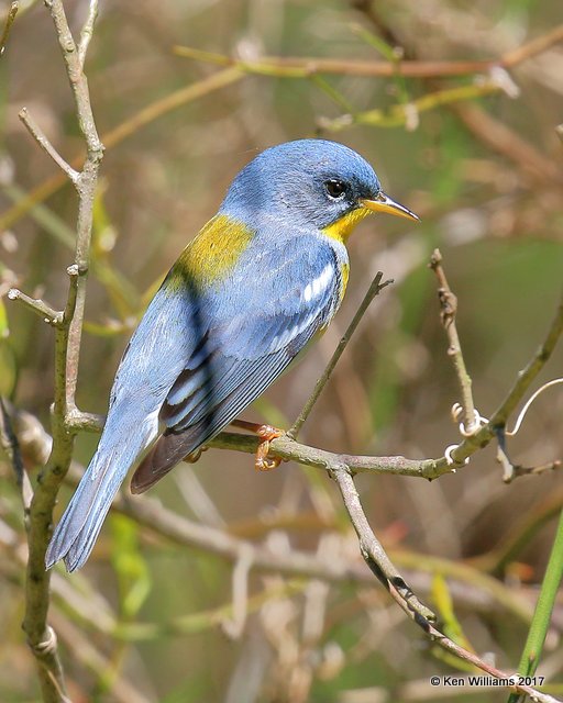 Northern Paurla male, Nowata Co, OK, 4-6-17, Jda_03182.jpg