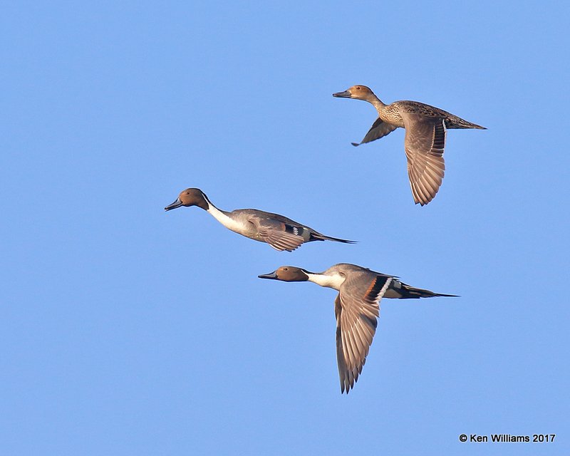 Northern Pintail, Hackberry Flats WMA, OK, 5-7-17, Jda_44948.jpg