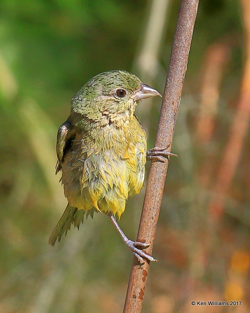 Painted Bunting female, Rogers Co yard, OK, 6-16-17, Jda_12221.jpg