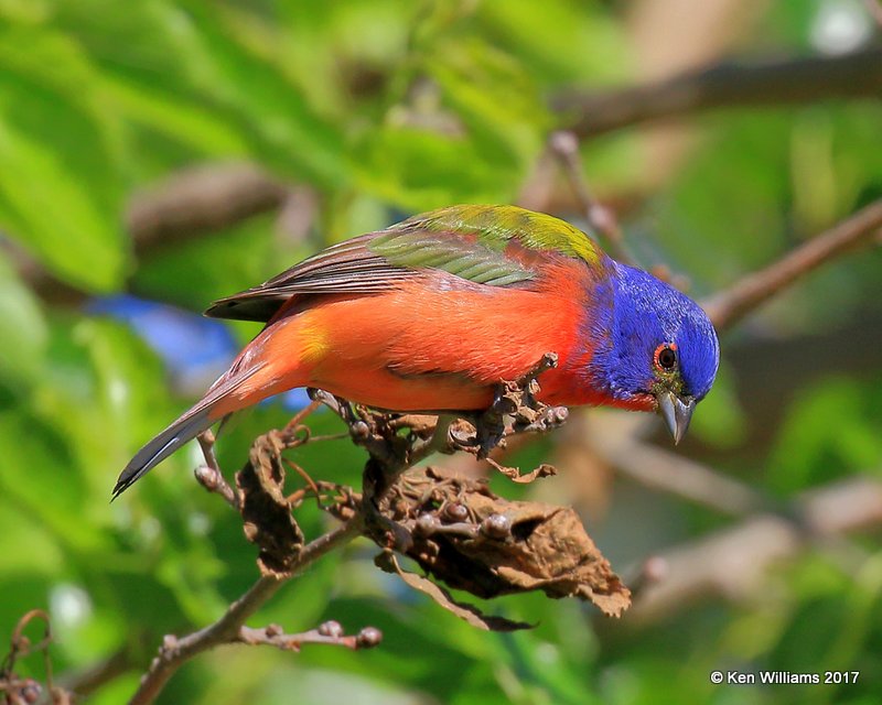 Painted Bunting male, Tulsa Co, OK, 5-1-17, Jda_06182.jpg