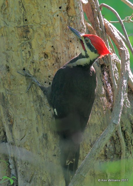 Pileated Woodpecker male, Oxley Nature Center, Tulsa Co, OK, 5-6-17, Jda_08415.jpg