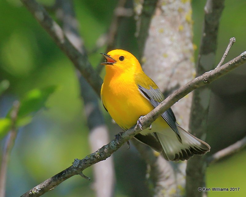 Prothonotary Warbler male, Tulsa Co, OK, 5-5-17, Jda_07695.jpg