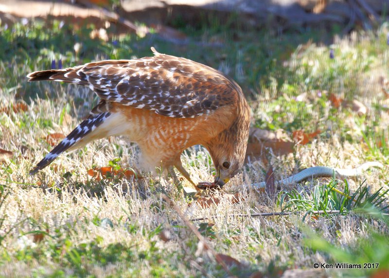 Red-shouldered Hawk, Rogers Co yard, OK, 3-10-17, Rda_03117.jpg