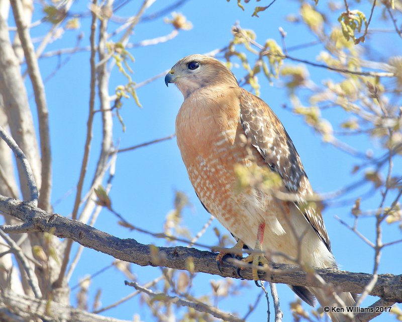 Red-shouldered Hawk, Rogers Co yard, OK, 3-10-17, Rda_03129.jpg