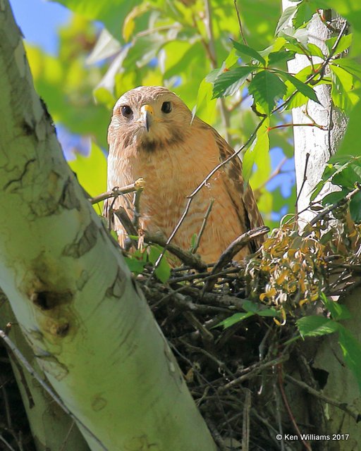 Red-shouldered Hawk, Tulsa Co, OK, 5-5-17, Jda_07666.jpg