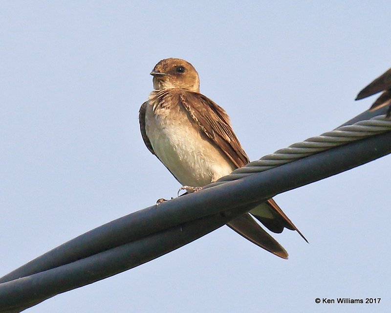 Northern Rough-winged Swallow, Tulsa Co, OK, 6-14-17, Jda_12000.jpg