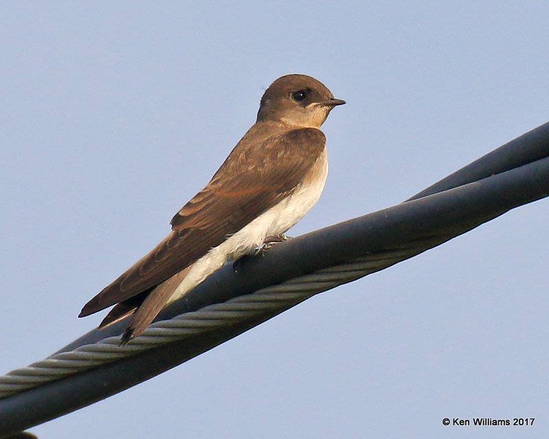 Northern Rough-winged Swallow, Tulsa Co, OK, 6-14-17, Jda_12003.jpg