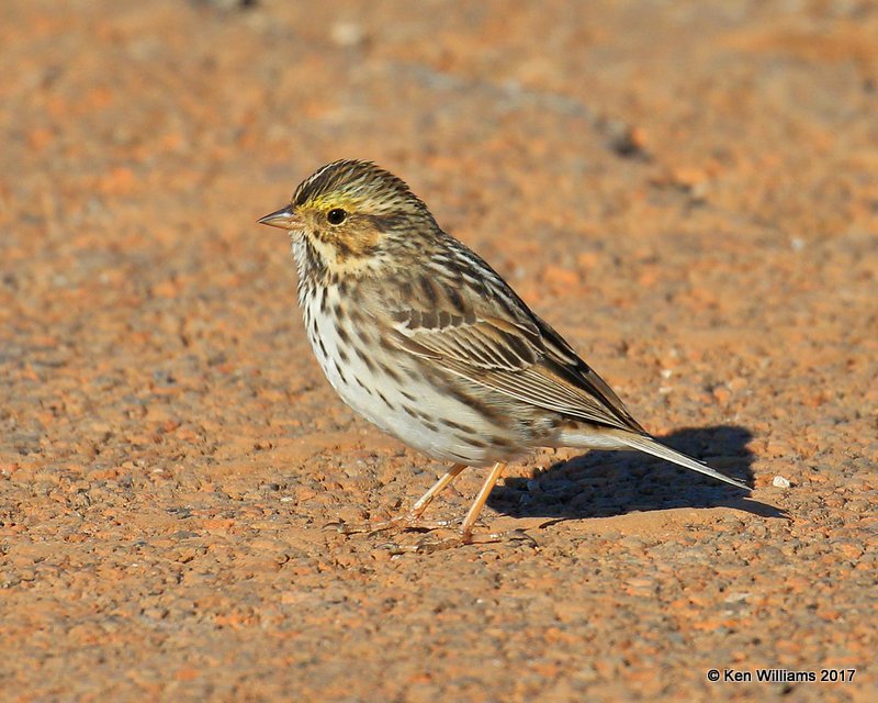 Savannah Sparrow, Tulsa Co, OK, 4-24-17, Rda_05310.jpg