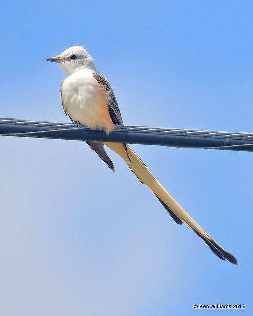 Scissor-tailed Flycatcher, Tulsa Co, OK 4-18-17, Jda_04726.jpg