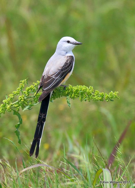 Scissor-tailed Flycatcher, Tulsa Co, OK, 5-4-17, Jda_07203.jpg