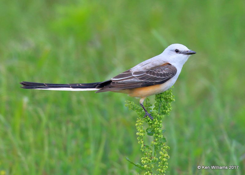 Scissor-tailed Flycatcher, Tulsa Co, OK, 5-4-17, Jda_07264.jpg