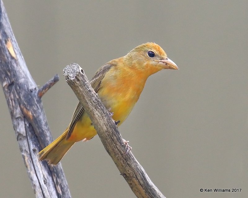 Summer Tanager 1st year male, Rogers Co yard, OK, 5-4-17, Jda_07405.jpg