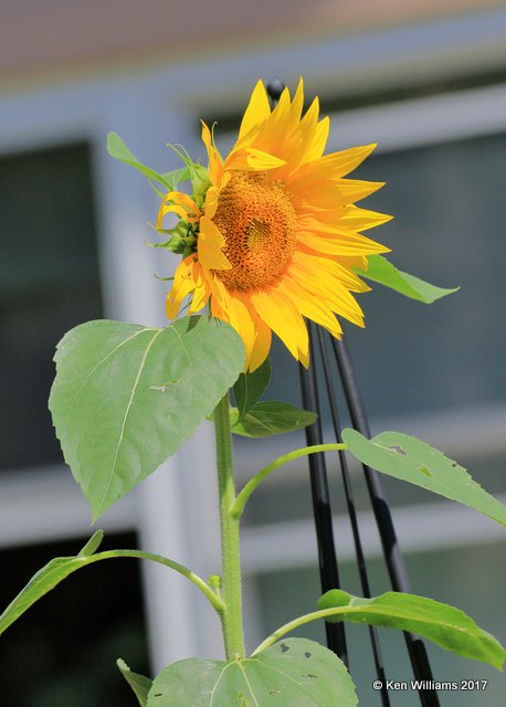 Sunflower, Rogers Co yard, OK, 6-16-17, Jda_12204.jpg