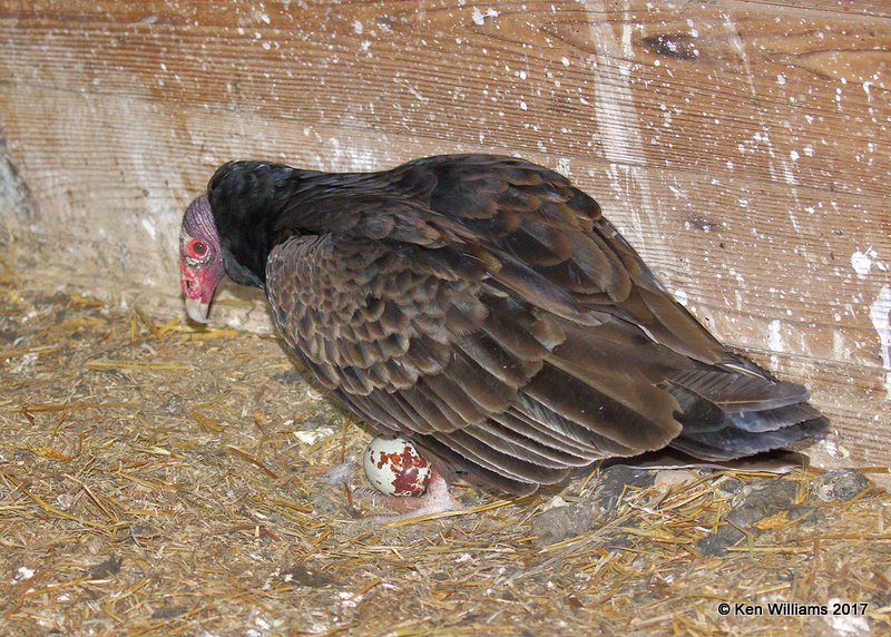 Turkey Vulture, Hackberry Flats WMA, OK, 5-7-17, Jda_45128.jpg