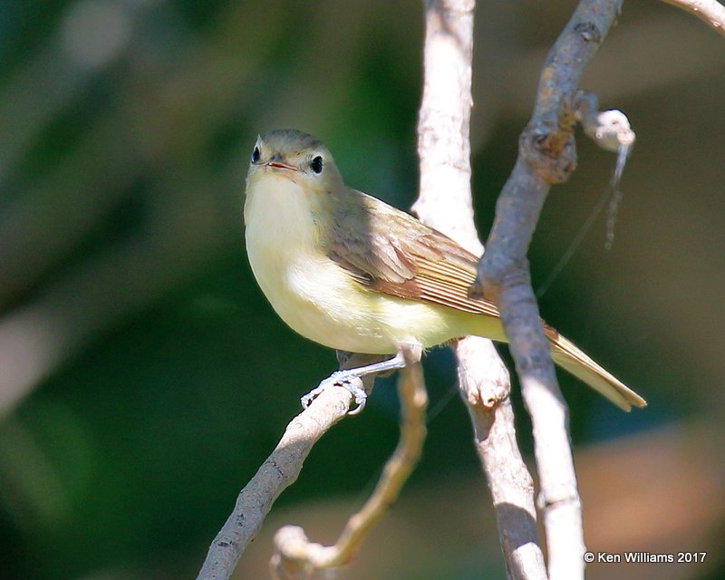 Warbling Vireo, Tulsa Co, OK, 5-1-17, Jda_06116.jpg