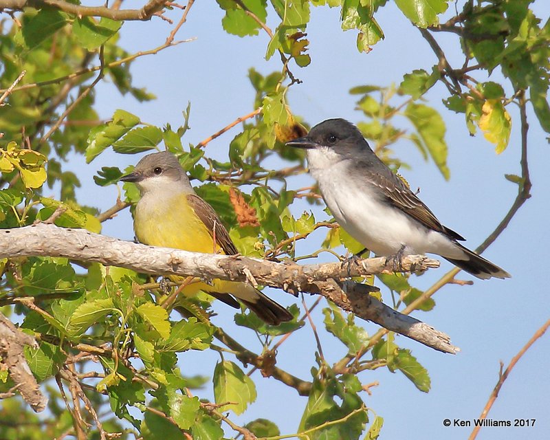 Western & Eastern Kingbird, Tall Grass Prairie, Osage Co, OK, 5-25-17, Jdac_11510.jpg