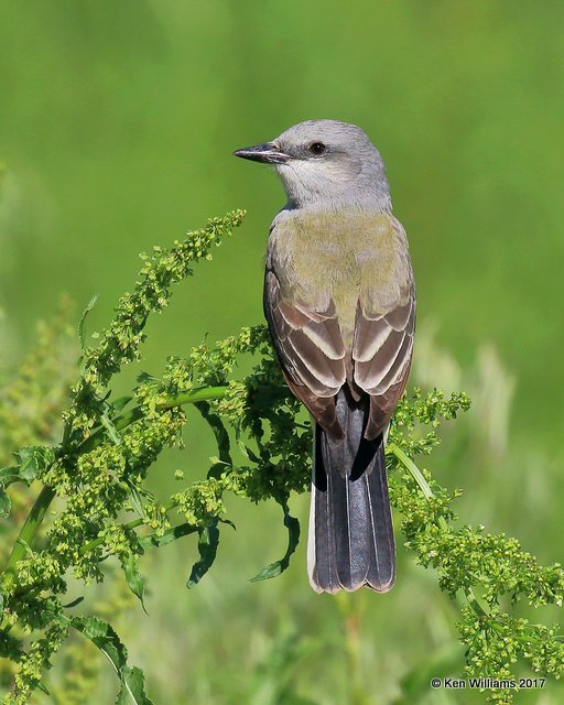 Western Kingbird, Tulsa Co, OK, 5-1-17, Jda_06203.jpg