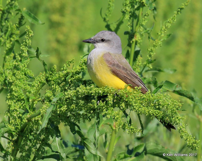 Western Kingbird, Tulsa Co, OK, 5-1-17, Jda_06218.jpg