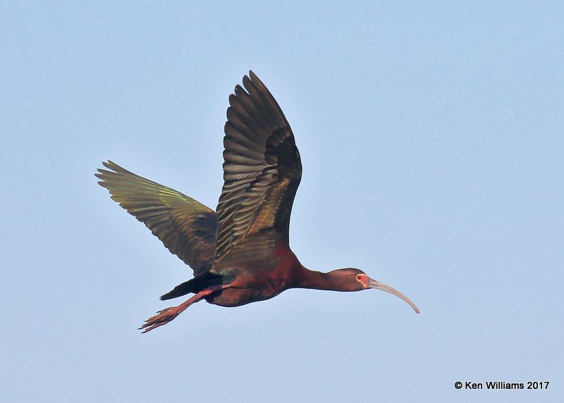 White-faced Ibis, Hackberry Flats WMA, OK, 5-7-17, Jda_44941.jpg