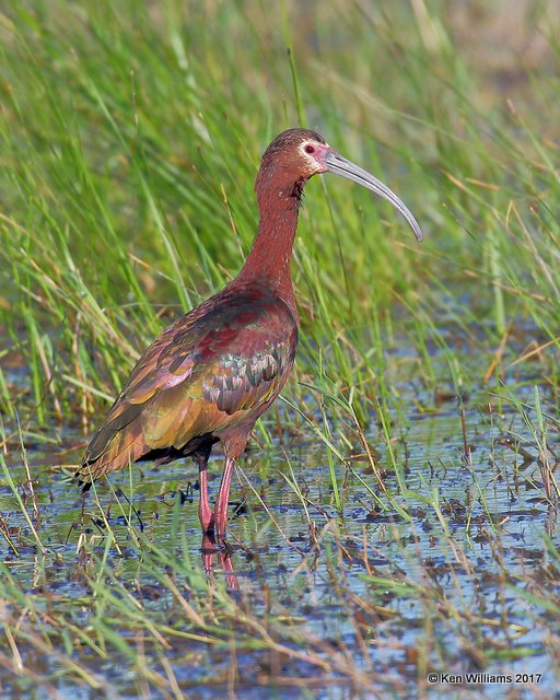 White-faced Ibis, Hackberry Flats WMA, OK, 5-7-17, Jdaa_44908.jpg