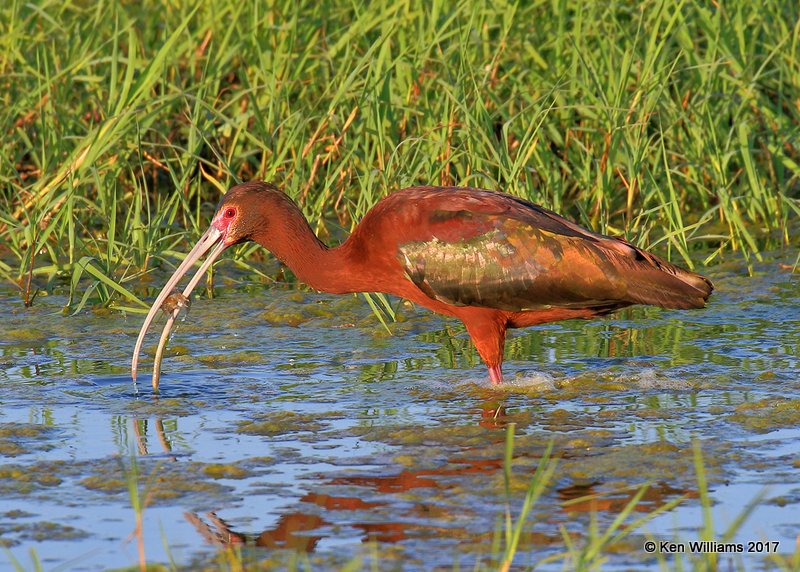 White-faced Ibis, Hackberry Flats WMA, OK, 5-8-17, Jda_08823.jpg