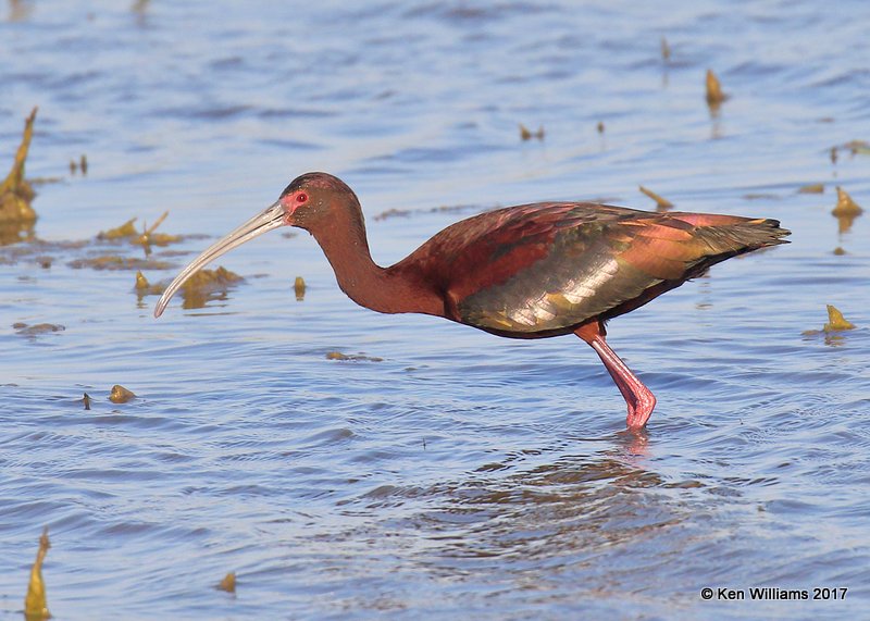 White-faced Ibis, Hackberry Flats WMA, OK, 5-8-17, Jda_08904.jpg