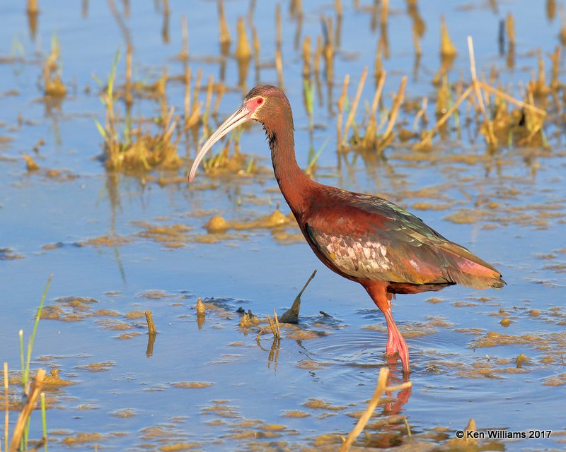 White-faced Ibis, Hackberry Flats WMA, OK, 5-8-17, Jda_08913.jpg