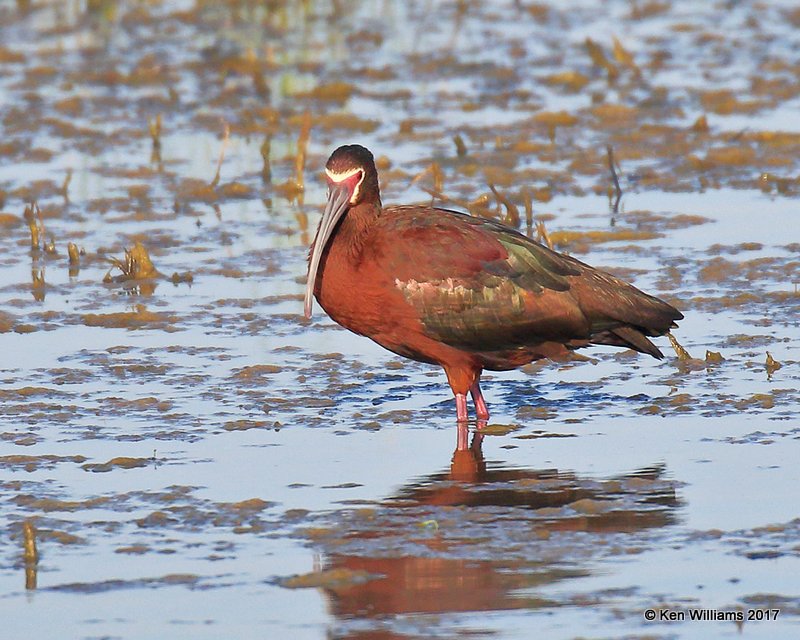 White-faced Ibis, Hackberry Flats WMA, OK, 5-8-17, Jda_08965.jpg