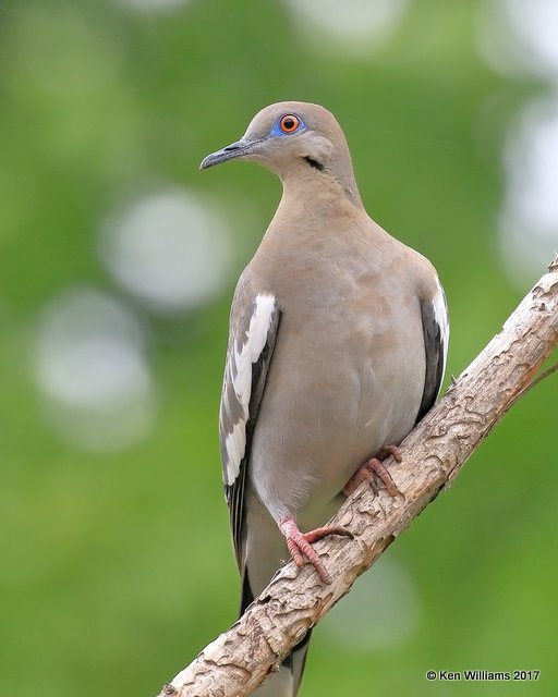 White-winged Dove, Rogers Co yard, OK, 4-17-17, Rda_03878.jpg