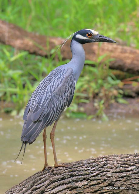 Yellow-crowned Night-Heron, Tulsa Co, OK, 5-10-17, Jda_09556.jpg