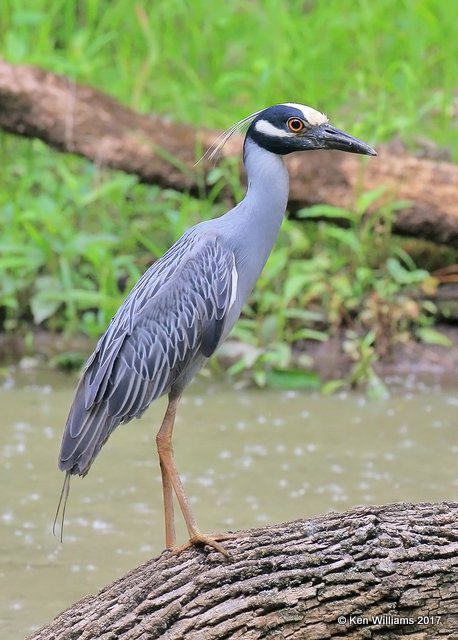 Yellow-crowned Night-Heron, Tulsa Co, OK, 5-10-17, Jda_09562.jpg