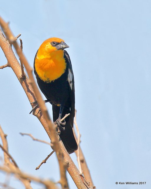 Yellow-headed Blackbird male, Hackberry Flats WMA, OK, 5-7-17, Jda_44497.jpg