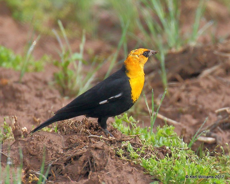 Yellow-headed Blackbird male, Tulsa Co, OK 4-18-17, Jda_04264.jpg