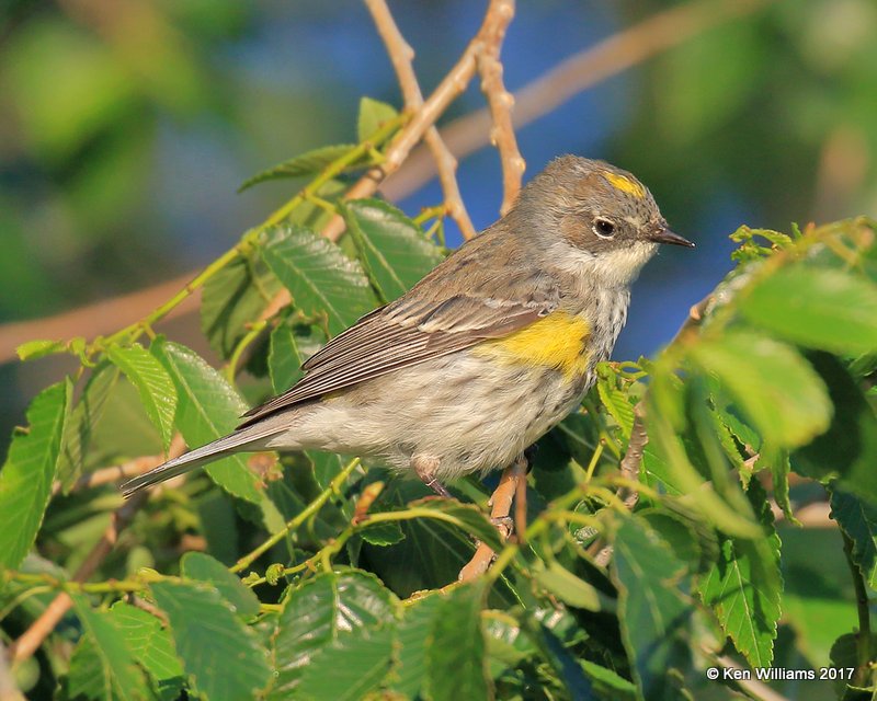 Yellow-rumped Warbler - Myrtle, Oxley Nature Center, Tulsa Co, OK, 5-6-17, Jda_08192.jpg