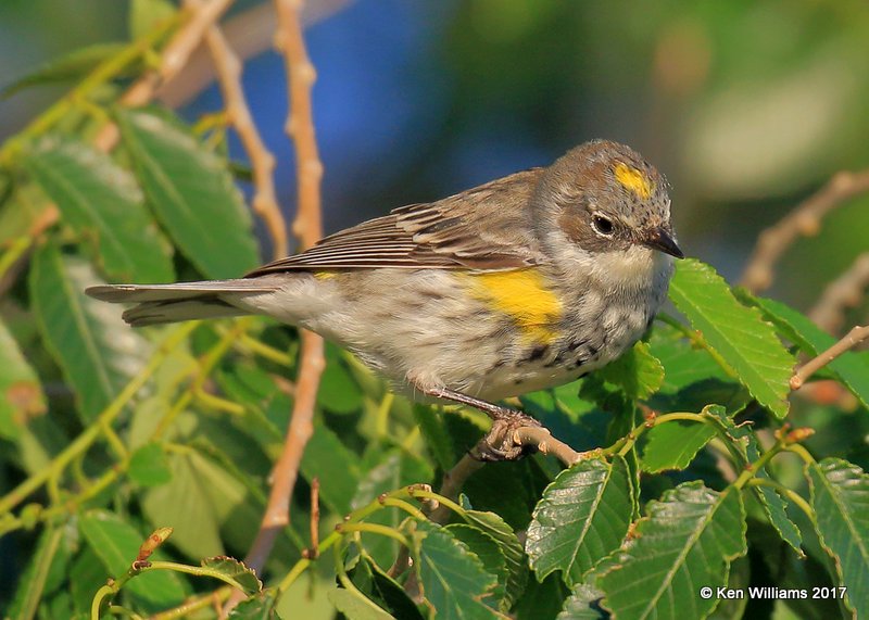 Yellow-rumped Warbler, Oxley Nature Center, Tulsa Co, OK, 5-6-17, Jda_08196.jpg