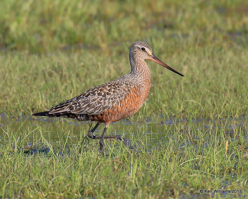 Hudsonian Godwit breeding male, Tulsa Co, OK, 5-5-17, Jda_07978.jpg