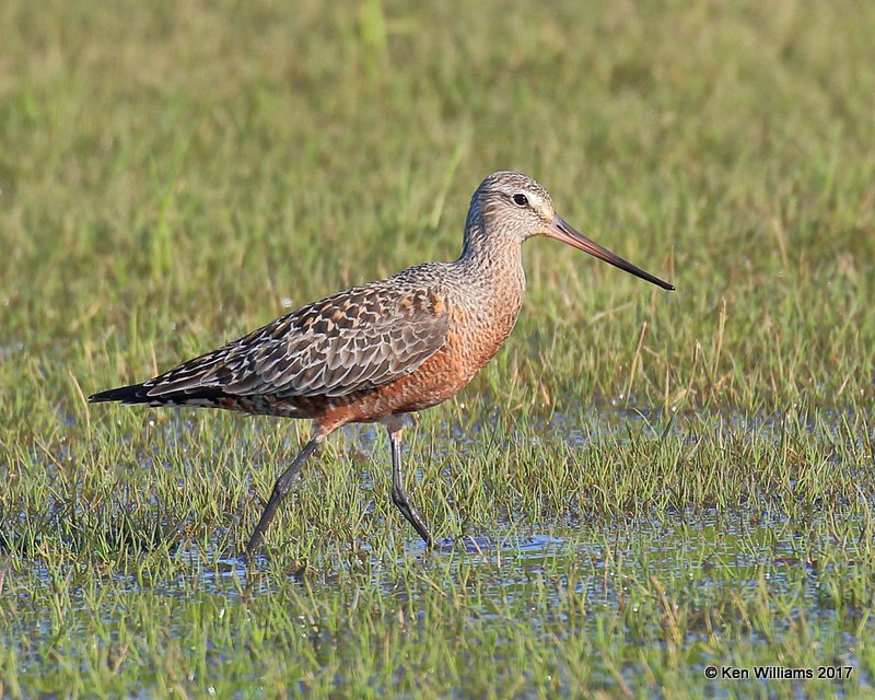 Hudsonian Godwit breeding male, Tulsa Co, OK, 5-5-17, Jda_08003.jpg